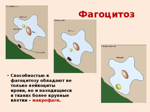 Фагоцитоз  Способностью к фагоцитозу обладают не только лейкоциты крови, но и находящиеся в тканях более крупные клетки – макрофаги . 