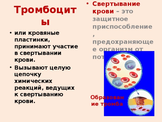 Тромбоциты Свертывание крови – это защитное приспособление, предохраняющее организм от потери крови. или кровяные пластинки, принимают участие в свертывании крови. Вызывают целую цепочку химических реакций, ведущих к свертыванию крови. Образование тромба 