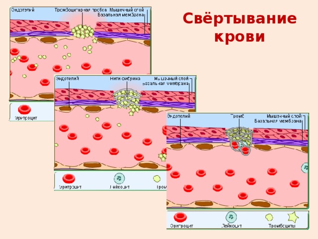 Свёртывание крови 