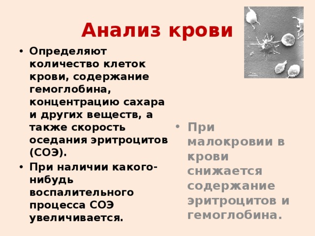 Анализ крови Определяют количество клеток крови, содержание гемоглобина, концентрацию сахара и других веществ, а также скорость оседания эритроцитов (СОЭ). При наличии какого-нибудь воспалительного процесса СОЭ увеличивается. При малокровии в крови снижается содержание эритроцитов и гемоглобина. 
