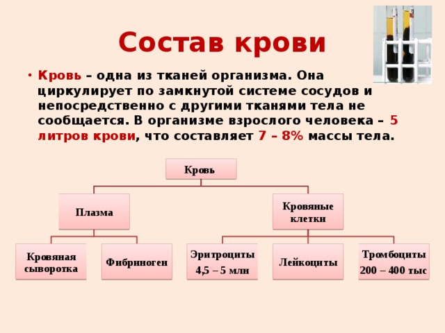 Состав крови Кровь – одна из тканей организма. Она циркулирует по замкнутой системе сосудов и непосредственно с другими тканями тела не сообщается. В организме взрослого человека – 5 литров крови , что составляет 7 – 8% массы тела. Кровь Плазма Кровяные клетки Фибриноген Эритроциты Лейкоциты Тромбоциты Кровяная сыворотка 4,5 – 5 млн 200 – 400 тыс 