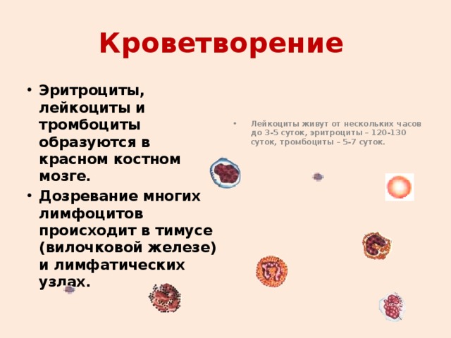 Кроветворение  Эритроциты, лейкоциты и тромбоциты образуются в красном костном мозге. Дозревание многих лимфоцитов происходит в тимусе (вилочковой железе) и лимфатических узлах. Лейкоциты живут от нескольких часов до 3-5 суток, эритроциты – 120-130 суток, тромбоциты – 5-7 суток. 