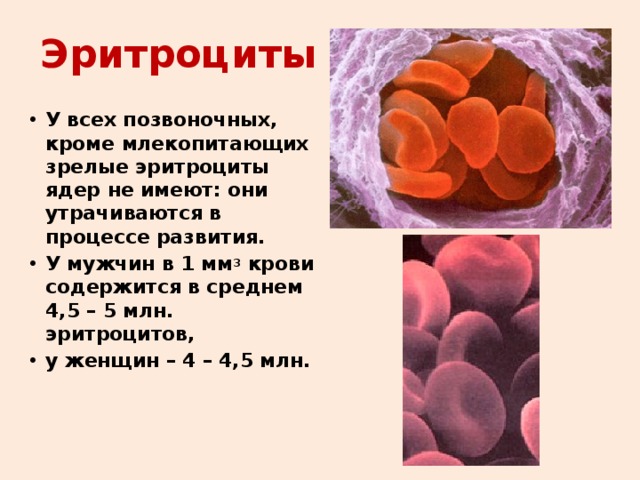 Эритроциты У всех позвоночных, кроме млекопитающих зрелые эритроциты ядер не имеют: они утрачиваются в процессе развития. У мужчин в 1 мм 3 крови содержится в среднем 4,5 – 5 млн. эритроцитов, у женщин – 4 – 4,5 млн.  