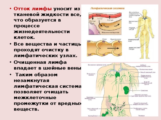 Отток лимфы уносит из тканевой жидкости все, что образуется в процессе жизнедеятельности клеток. Все вещества и частицы проходят очистку в лимфатических узлах. Очищенная лимфа впадает в шейные вены.  Таким образом незамкнутая лимфатическая система позволяет очищать межклеточные промежутки от вредных веществ. 
