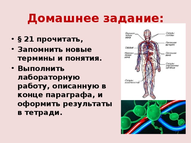 Домашнее задание: § 21 прочитать, Запомнить новые термины и понятия. Выполнить лабораторную работу, описанную в конце параграфа, и оформить результаты в тетради. 