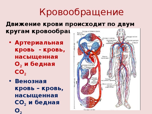 Кровообращение Движение крови происходит по двум кругам кровообращения.   Артериальная кровь - кровь, насыщенная О 2 и бедная СО 2 Венозная кровь – кровь, насыщенная СО 2 и бедная О 2 