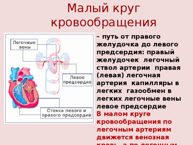 Малый круг кровообращения – путь от правого желудочка до левого предсердия: правый желудочек легочный ствол артерии правая (левая) легочная артерия капилляры в легких газообмен в легких легочные вены левое предсердие В малом круге кровообращения по легочным артериям движется венозная кровь, а по легочным венам после газообмена в легких – артериальная кровь. 