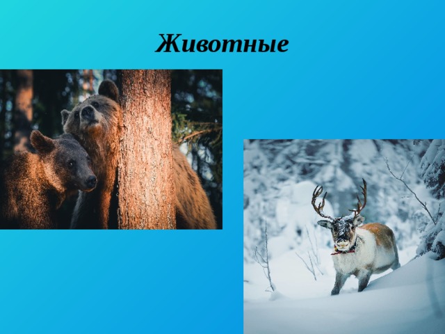 Животные 