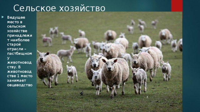 Сельское хозяйство Ведущее место в сельском хозяйстве принадлежит наиболее старой отрасли – пастбищному животноводству. В животноводстве 1 место занимает овцеводство 