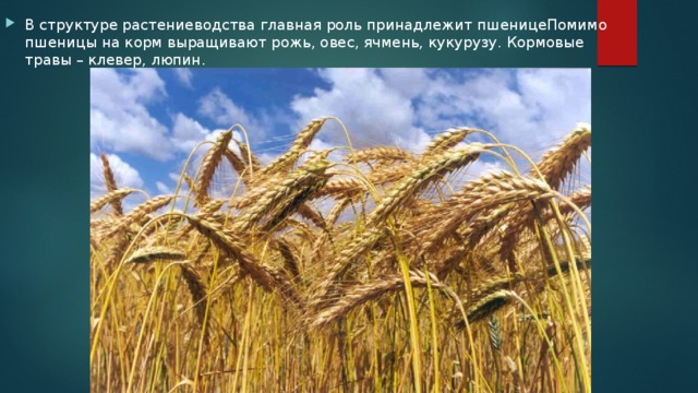 В структуре растениеводства главная роль принадлежит пшеницеПомимо пшеницы на корм выращивают рожь, овес, ячмень, кукурузу. Кормовые травы – клевер, люпин. 