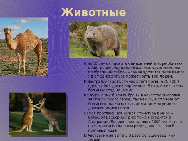 Животные 6 из 10 самых ядовитых видов змей в мире обитают в Австралии.  Австралийская жестокая змея  или прибрежный тайпан - самая ядовитая змея в мире. Яд от одного укуса может убить 100 людей. В австралийских пустынях ходят больше 750 000 одногорбых диких верблюдов. Это одно из самых больших стад на Земле. Кенгуру и эму были выбраны в качестве символов австралийского герба, так как их, в отличие от большинства животных, редко можно увидеть двигающимися назад. Самая протяженная живая структура в мире – Большой Барьерный риф тоже находится в Австралии. Ее длина составляет 2600 км. Кстати на Большом Барьерном рифе даже есть свой почтовый ящик. В Австралии живет в 3,3 раза больше овец, чем людей. Экскременты вомбатов – сумчатых Австралии, имеют форму кубика. 