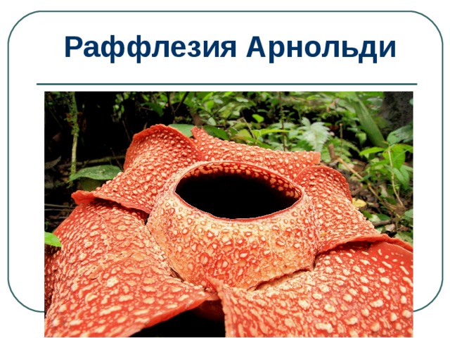 Раффлезия Арнольди 