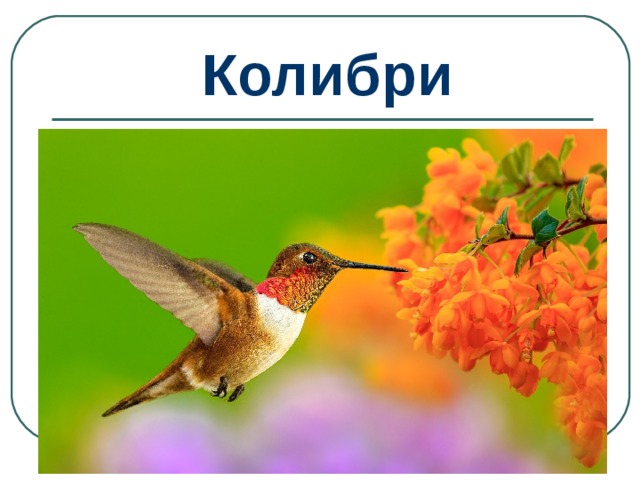 Колибри 