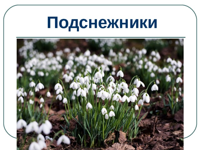 Подснежники 