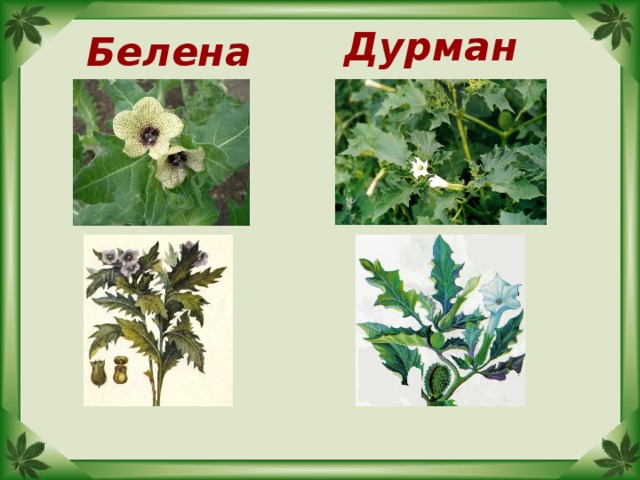 Дурман Белена