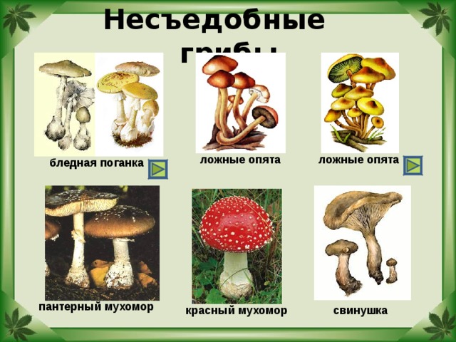 Несъедобные грибы ложные опята ложные опята бледная поганка пантерный мухомор красный мухомор свинушка