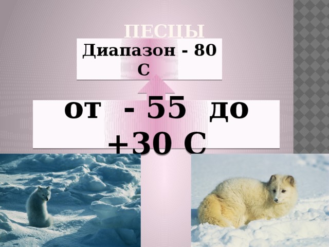 Песцы Диапазон - 80 С от - 55 до +30 С 