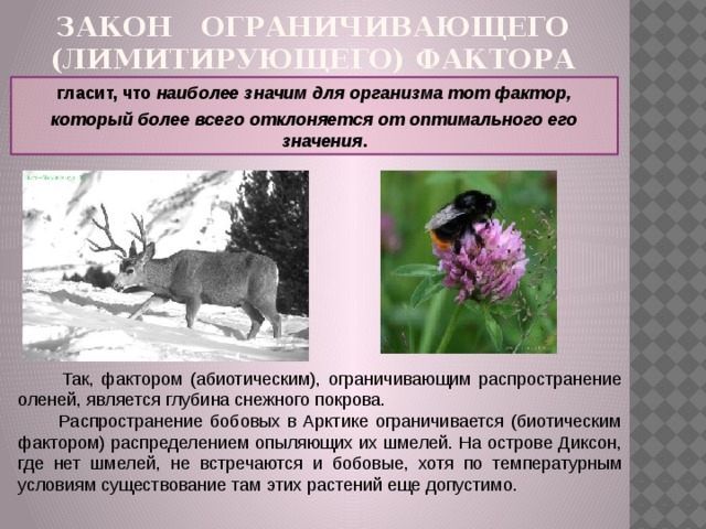 Закон ограничивающего (лимитирующего) фактора гласит, что наиболее значим для организма тот фактор, который более всего отклоняется от оптимального его значения .  Так, фактором (абиотическим), ограничивающим распространение оленей, является глубина снежного покрова.  Распространение бобовых в Арктике ограничивается (биотическим фактором) распределением опыляющих их шмелей. На острове Диксон, где нет шмелей, не встречаются и бобовые, хотя по температурным условиям существование там этих растений еще допустимо. 