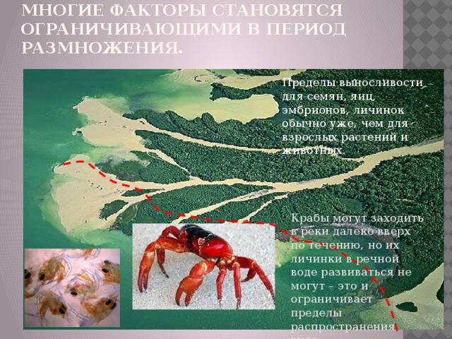 Многие факторы становятся ограничивающими в период размножения. Пределы выносливости для семян, яиц, эмбрионов, личинок обычно уже, чем для взрослых растений и животных. Крабы могут заходить в реки далеко вверх по течению, но их личинки в речной воде развиваться не могут – это и ограничивает пределы распространения вида. 