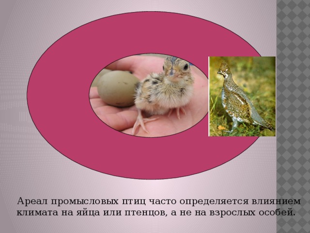  Ареал промысловых птиц часто определяется влиянием климата на яйца или птенцов, а не на взрослых особей. 