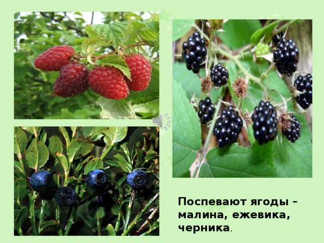 Поспевают ягоды – малина, ежевика, черника . 