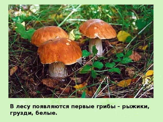 В лесу появляются первые грибы – рыжики, грузди, белые. 