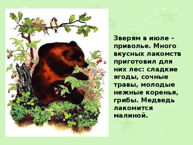 Зверям в июле – приволье. Много вкусных лакомств приготовил для них лес: сладкие ягоды, сочные травы, молодые нежные коренья, грибы. Медведь лакомится малиной. 