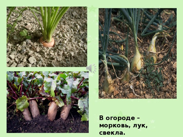 В огороде – морковь, лук, свекла. 
