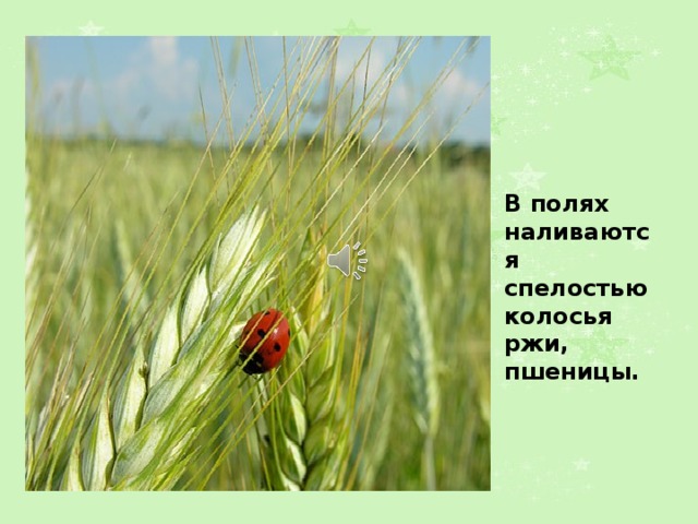 В полях наливаются спелостью колосья ржи, пшеницы. 