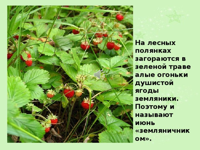 На лесных полянках загораются в зеленой траве алые огоньки душистой ягоды земляники. Поэтому и называют июнь «земляничником». 