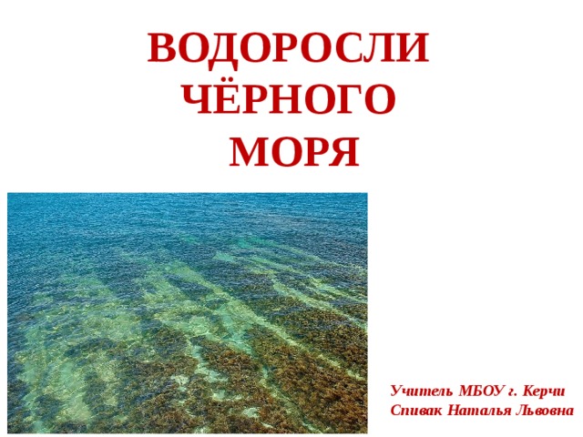 ВОДОРОСЛИ ЧЁРНОГО МОРЯ Учитель МБОУ г. Керчи Спивак Наталья Львовна 