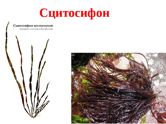 Сцитосифон 