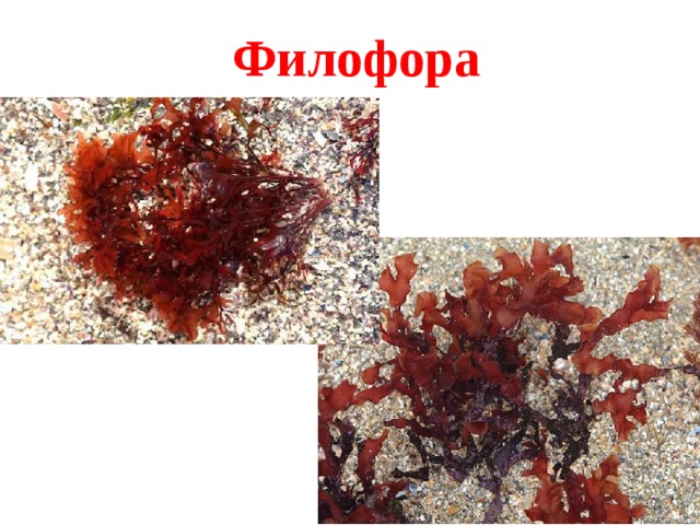 Филофора 