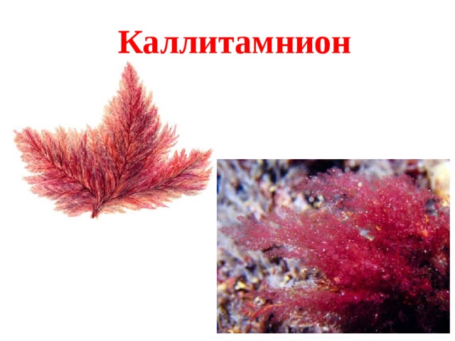 Каллитамнион 