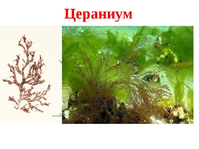 Цераниум 