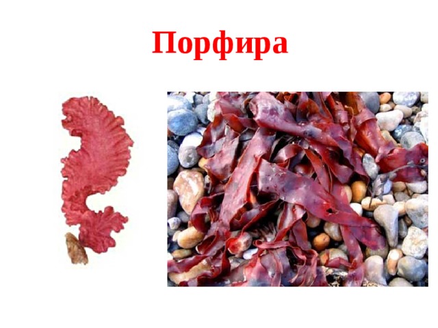 Порфира 