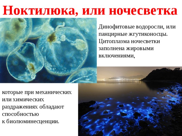 Ноктилюка, или ночесветка Динофитовые водоросли, или  панцирные жгутиконосцы. Цитоплазма ночесветки заполнена жировыми включениями, которые при механических или химических раздражениях обладают способностью к биолюминесценции. 