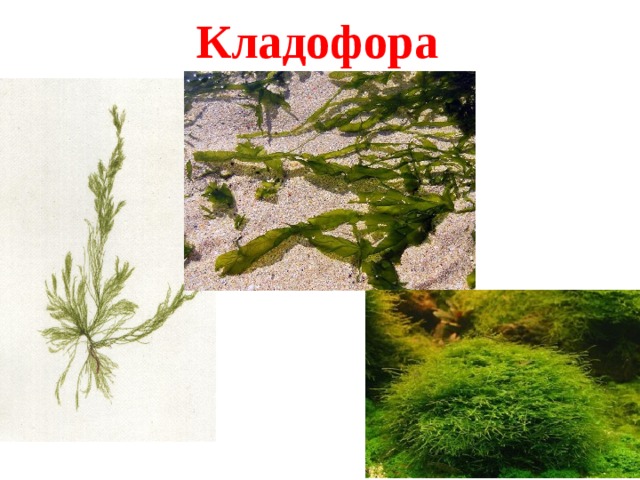 Кладофора 