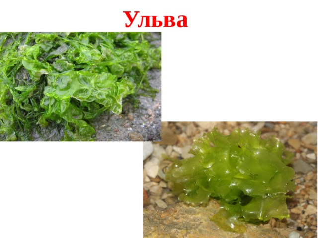 Ульва 