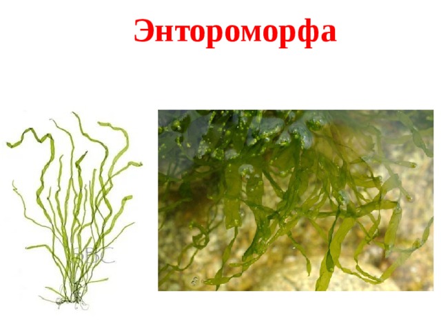 Энтороморфа 
