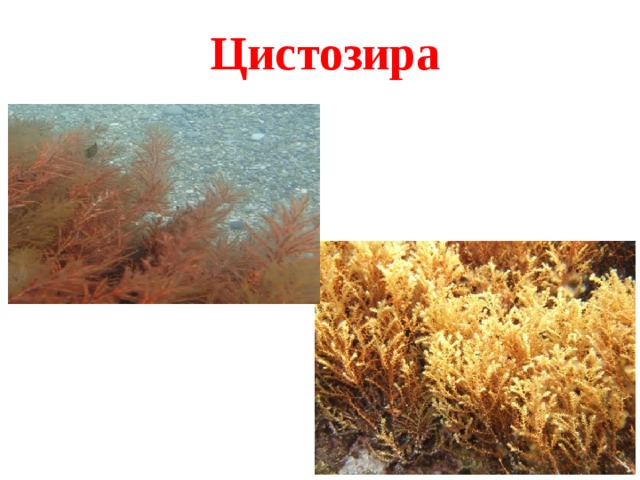 Цистозира 