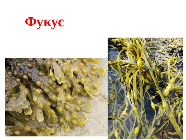 Фукус 