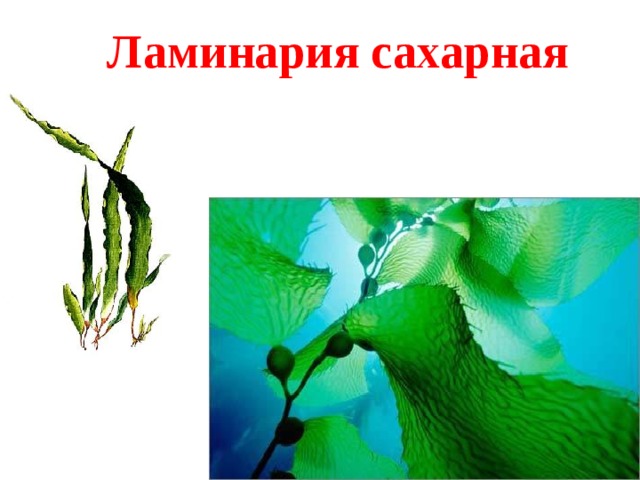 Ламинария сахарная 