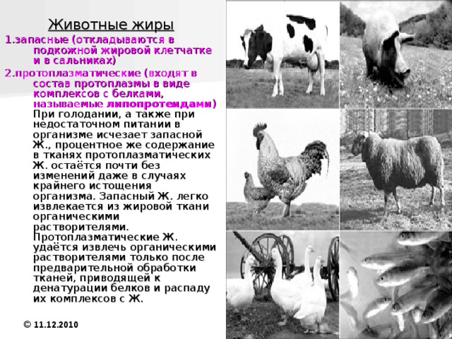 Природные жиры подразделяются на: животные растительные  © 11.12.2010 