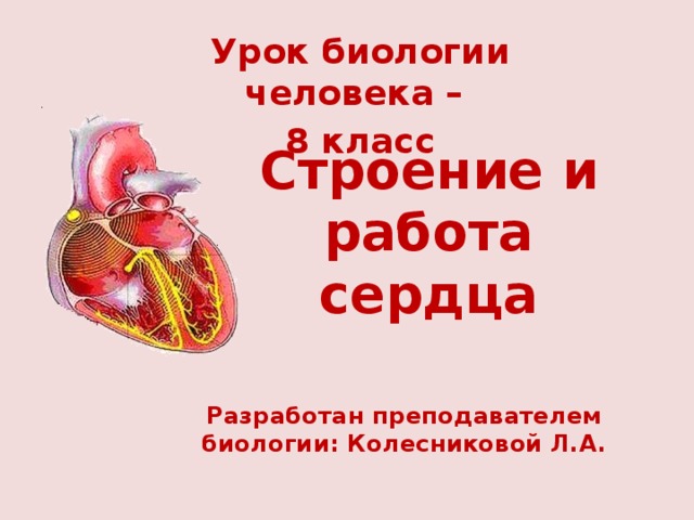 Урок биологии человека – 8 класс Строение и работа сердца Разработан преподавателем биологии: Колесниковой Л.А. 