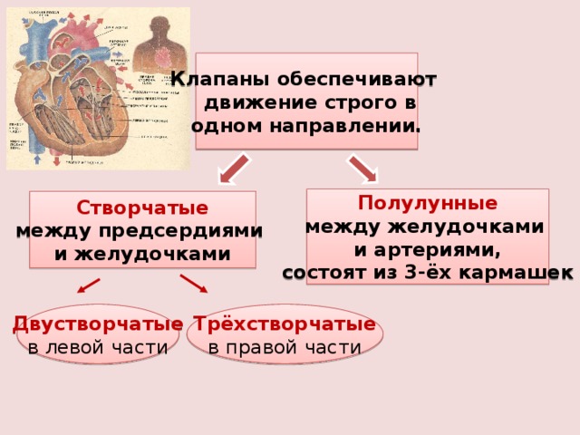 Клапаны обеспечивают  движение строго в одном направлении. Полулунные между желудочками и артериями, состоят из 3-ёх кармашек Створчатые между предсердиями и желудочками Трёхстворчатые  в правой части Двустворчатые в левой части 