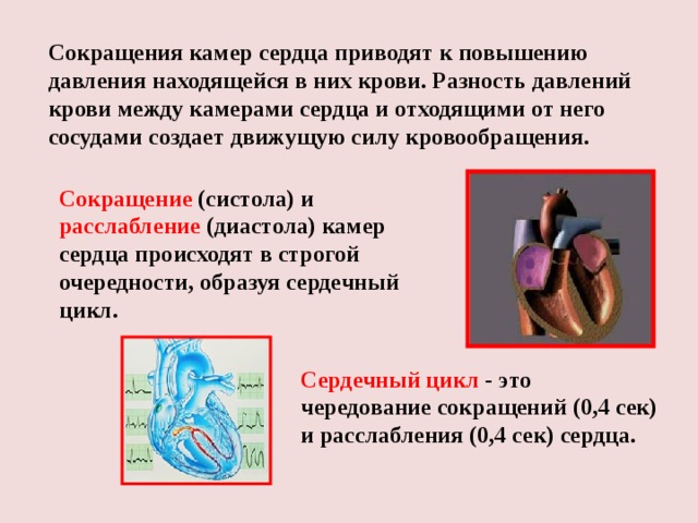 Сокращения камер сердца приводят к повышению давления находящейся в них крови. Разность давлений крови между камерами сердца и отходящими от него сосудами создает движущую силу кровообращения. Сокращение (систола) и расслабление (диастола) камер сердца происходят в строгой очередности, образуя сердечный цикл. Сердечный цикл - это чередование сокращений (0,4 сек) и расслабления (0,4 сек) сердца. 