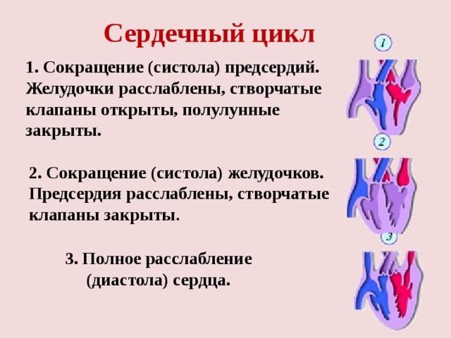 Сердечный цикл 1. Сокращение (систола) предсердий. Желудочки расслаблены, створчатые клапаны открыты, полулунные закрыты. 2. Сокращение (систола) желудочков. Предсердия расслаблены, створчатые клапаны закрыты . 3. Полное расслабление (диастола) сердца. 