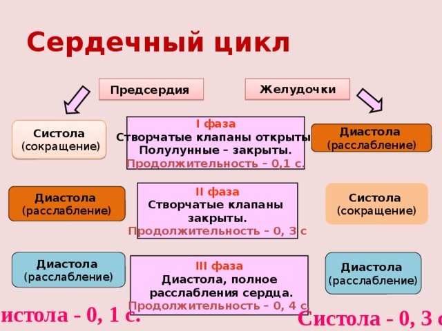 Сердечный цикл Желудочки Предсердия  I фаза Створчатые клапаны открыты. Полулунные – закрыты. Продолжительность – 0,1 с. Систола  (сокращение)  Диастола  (расслабление) II фаза Систола (сокращение) Створчатые клапаны закрыты. Продолжительность – 0, 3 с Диастола  (расслабление) Диастола   Диастола  (расслабление) (расслабление) III фаза Диастола, полное  расслабления сердца. Продолжительность – 0, 4 с. Систола - 0, 1 с. Диастола - 0, 7 с. Систола - 0, 3 с. Дистола - 0, 5 с. 