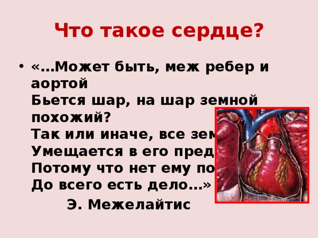 Что такое сердце? «…Может быть, меж ребер и аортой  Бьется шар, на шар земной похожий?  Так или иначе, все земное  Умещается в его пределы,  Потому что нет ему покоя,  До всего есть дело…»    Э. Межелайтис 